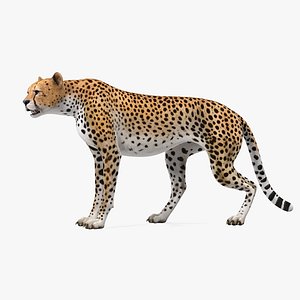 3D cheetah rigged