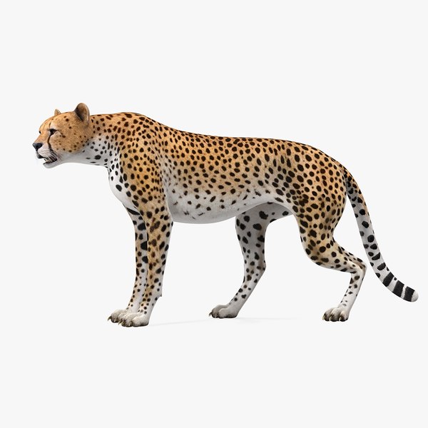 cheetahrigged3dmodel000.jpg