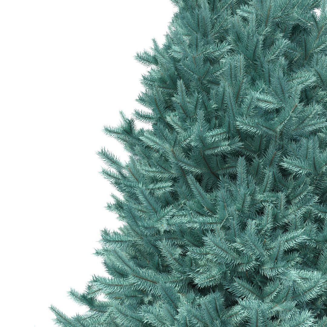 Abies No 2 model https://p.turbosquid.com/ts-thumb/HY/6P40kX/Pe/rend2/jpg/1625930960/1920x1080/fit_q87/a1c7a8789ad478d53e1e81b955b717d59b484928/rend2.jpg