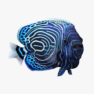 3D Emperor Angelfish Rigged for Cinema 4D