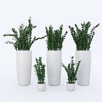 zamioculcas