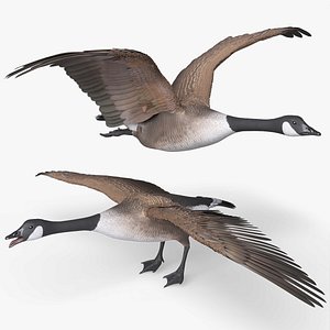 Goose Bird Realistic Rigged For Blender