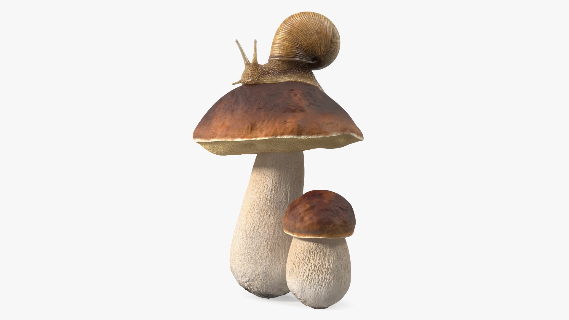 Snail Crawls on a Mushroom 3D model preview