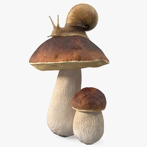 Snail Crawls on a Mushroom