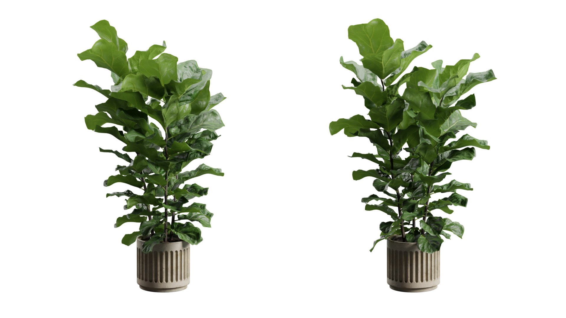 Ficus Lyrata Concrete Pot 3D model https://p.turbosquid.com/ts-thumb/HZ/8r59sA/4v/previewts04_0000/jpg/1747972444/1920x1080/fit_q87/158c2a458308fb560d20be6536d9b237a8bf738a/previewts04_0000.jpg