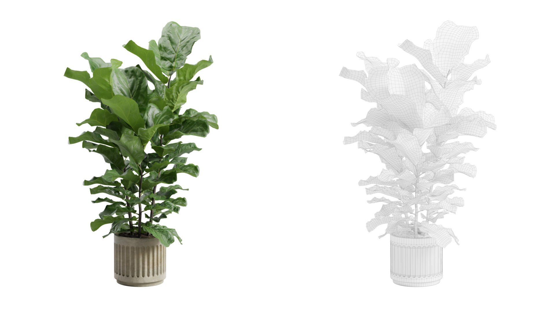 Ficus Lyrata Concrete Pot 3D model https://p.turbosquid.com/ts-thumb/HZ/8r59sA/Tq/previewts02_0000/jpg/1747972443/1920x1080/fit_q87/5ff3f05e89c8680ad8d38853362167e72ae65b2b/previewts02_0000.jpg