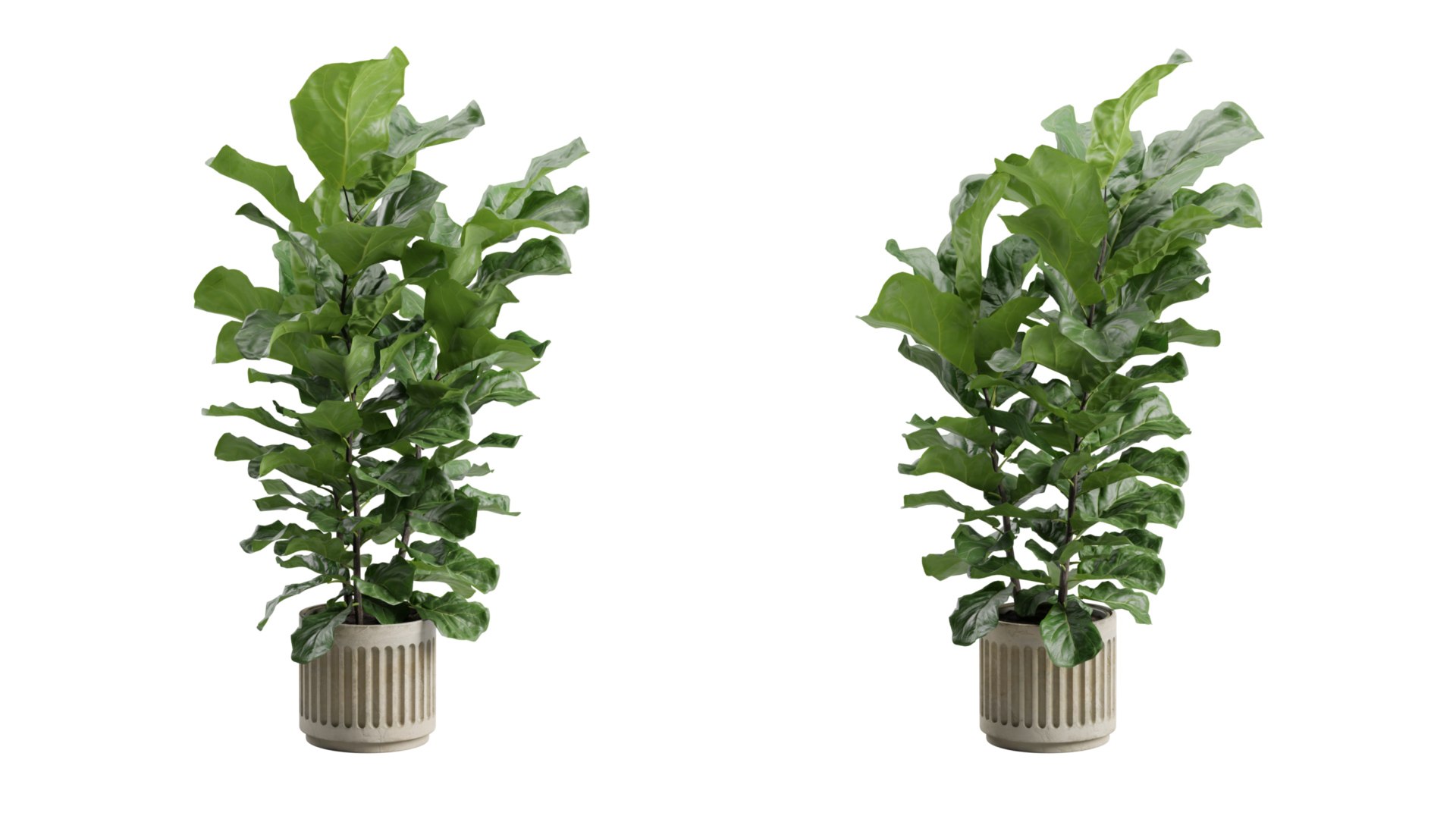 Ficus Lyrata Concrete Pot 3D model https://p.turbosquid.com/ts-thumb/HZ/8r59sA/VU/previewts05_0000/jpg/1747972446/1920x1080/fit_q87/5301af4fc570278b3a1b4aa72b479e8859e3ddca/previewts05_0000.jpg