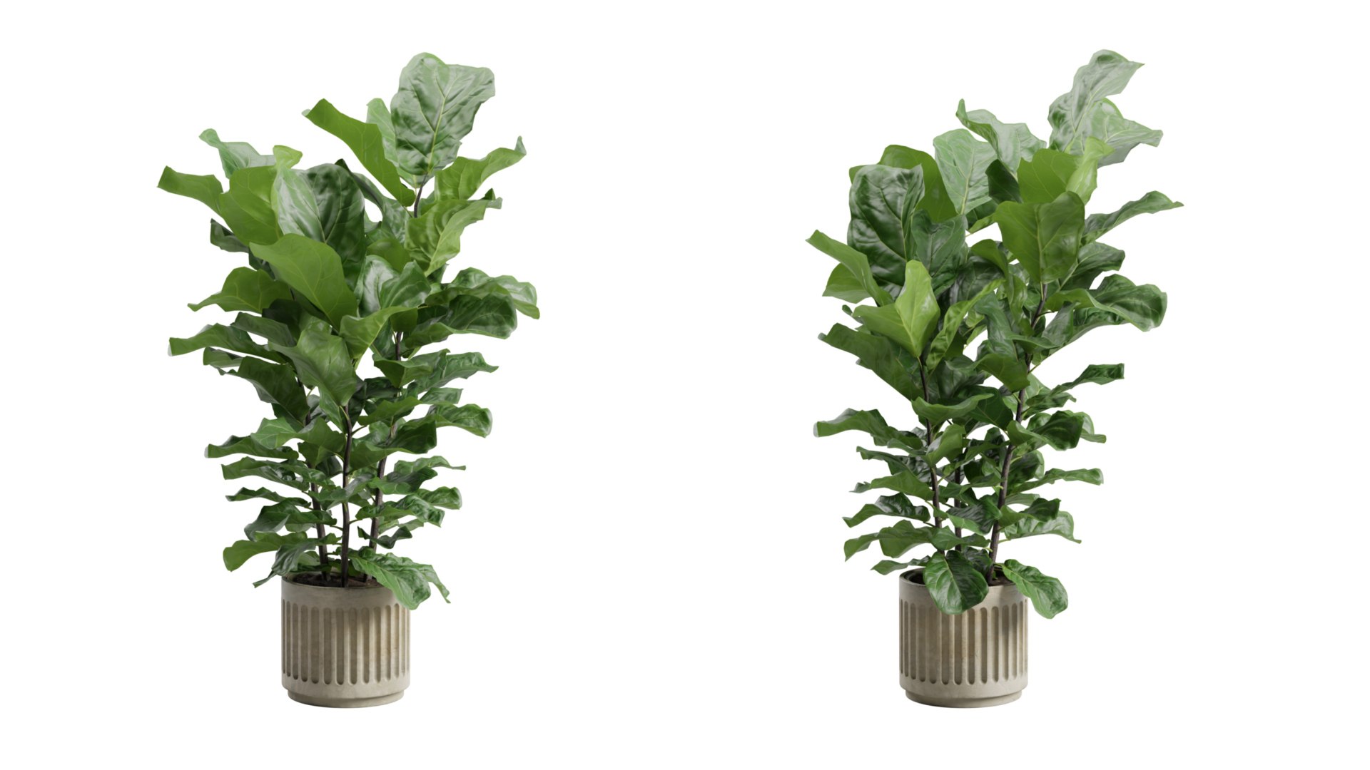 Ficus Lyrata Concrete Pot 3D model https://p.turbosquid.com/ts-thumb/HZ/8r59sA/bp/previewts06_0000/jpg/1747972446/1920x1080/fit_q87/cea942eac327081f06fff48c9b96b456cc197405/previewts06_0000.jpg