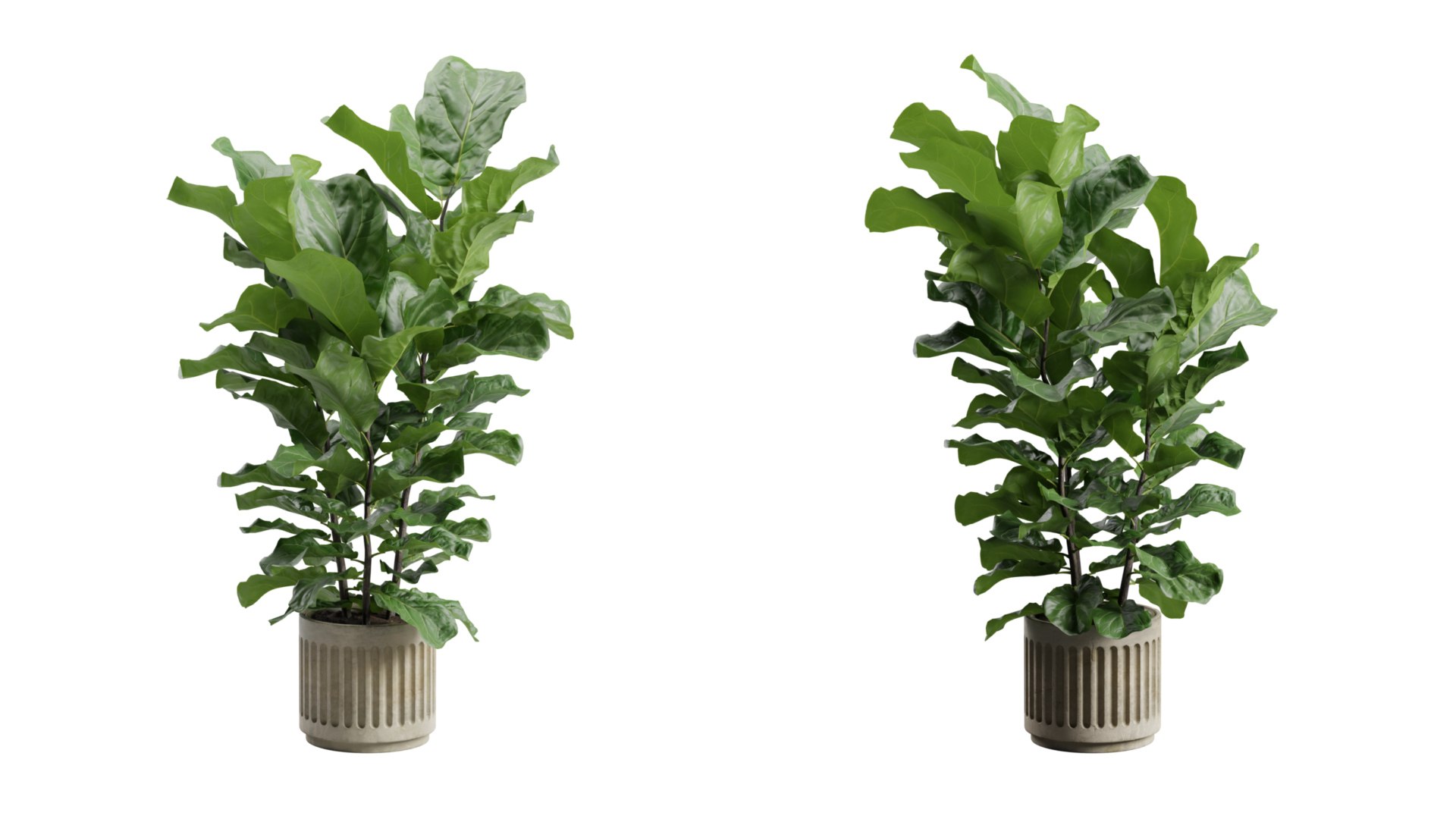 Ficus Lyrata Concrete Pot 3D model https://p.turbosquid.com/ts-thumb/HZ/8r59sA/qZ/previewts03_0000/jpg/1747972444/1920x1080/fit_q87/60f03a876d21ff8a19d608b50598de227cc06778/previewts03_0000.jpg