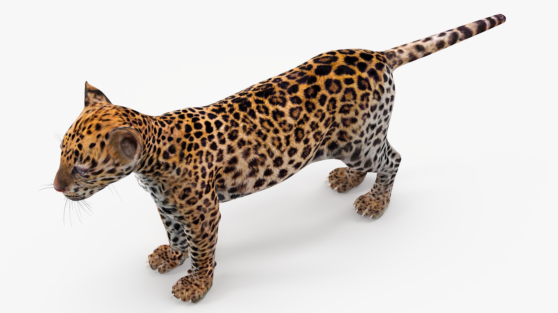 Leopard Cub Standing Pose Model - TurboSquid 2335642