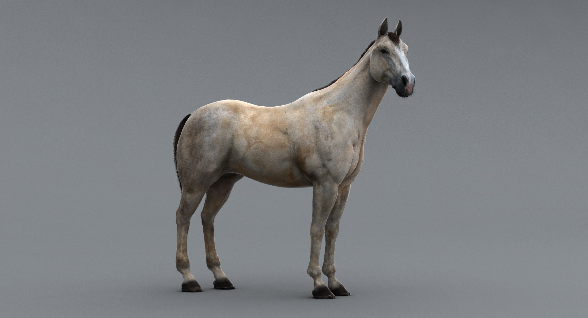 3D horse rigging animation walk https://p.turbosquid.com/ts-thumb/HZ/AJVPnu/br6b7CKv/20/png/1538760593/1920x1080/fit_q87/9b2d3580cb22fe3b4fbcb7d672cb4c8db60fa3ed/20.jpg