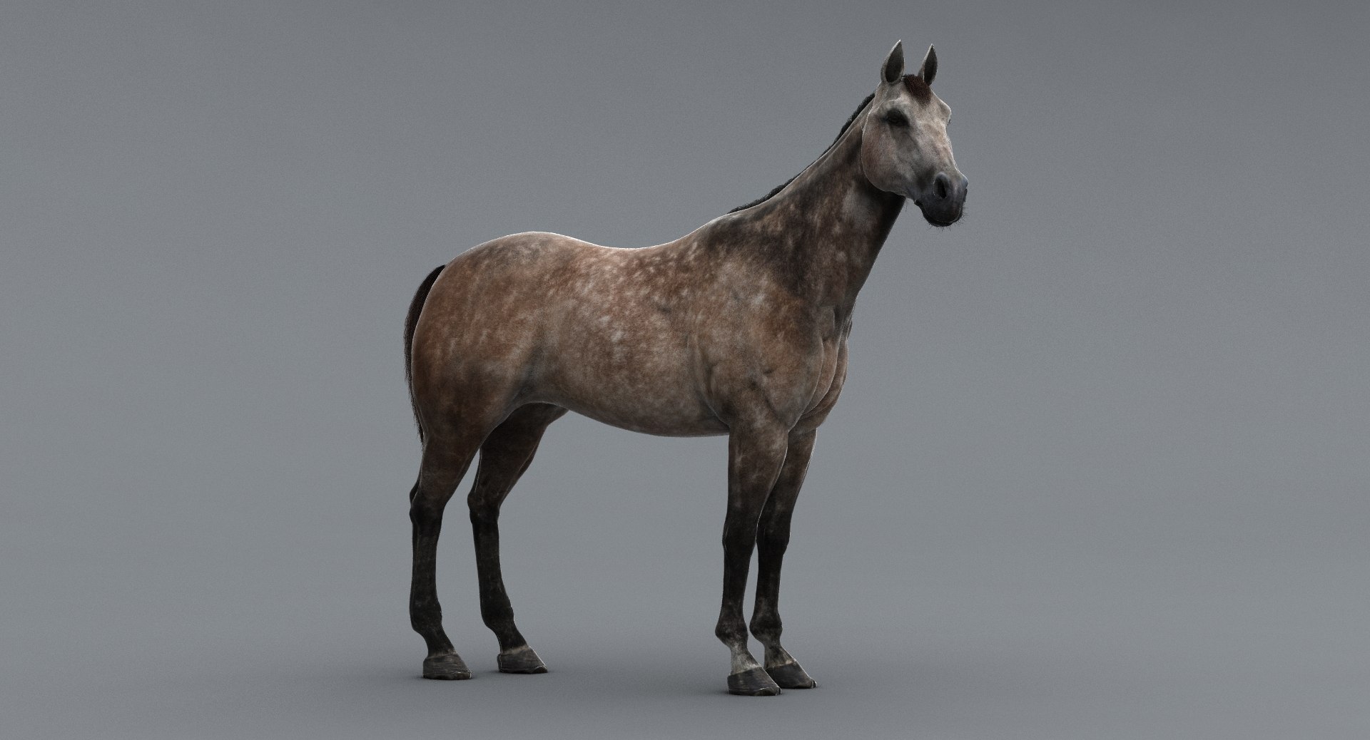 3D horse rigging animation walk https://p.turbosquid.com/ts-thumb/HZ/AJVPnu/xf8vZp65/20/jpg/1538760593/1920x1080/fit_q87/f0b821aea8106e327911ec408f37b58014205277/20.jpg