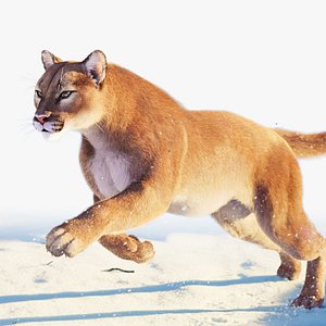 Puma Cougar  Mountain Lion - Rigged Animated XGen Fur Maya