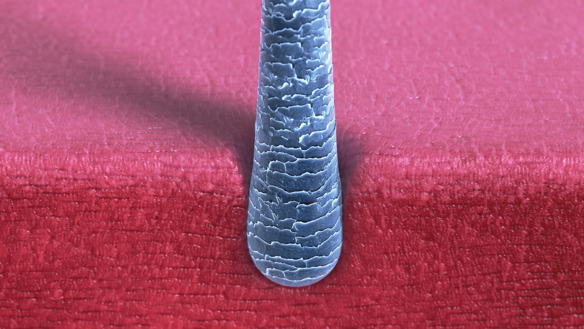 hair microscope style 3D model https://p.turbosquid.com/ts-thumb/HZ/E6rPfD/TvCt7LiD/hair_001/jpg/1542840030/1920x1080/fit_q87/43dab05bd88af24dc2fa520b1cb3ca4c0b62ca76/hair_001.jpg