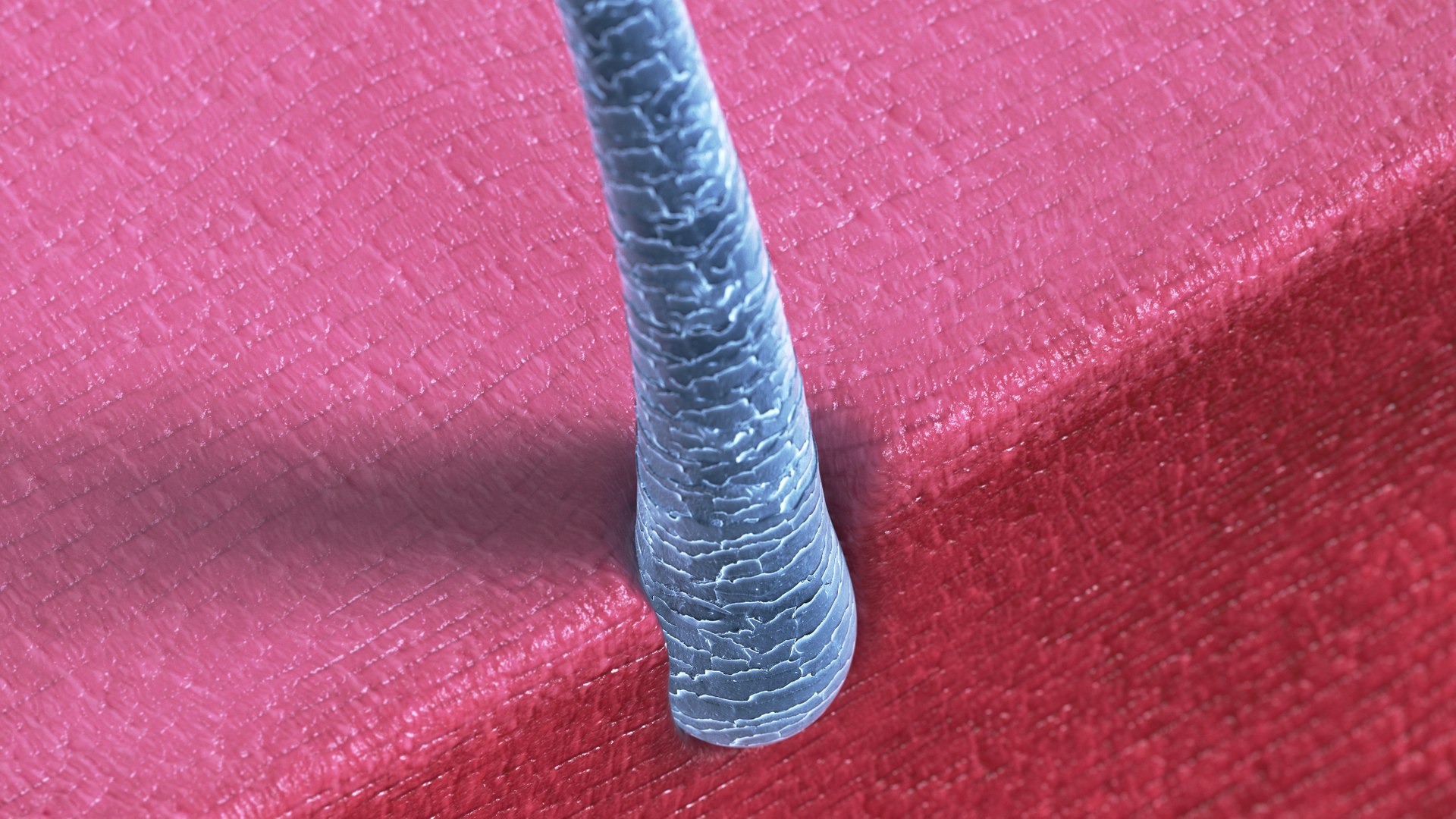 hair microscope style 3D model https://p.turbosquid.com/ts-thumb/HZ/E6rPfD/ZZV0Njma/hair_002/jpg/1542840030/1920x1080/fit_q87/056966bcd9ff15719d75de94f1345768e0b9fd95/hair_002.jpg