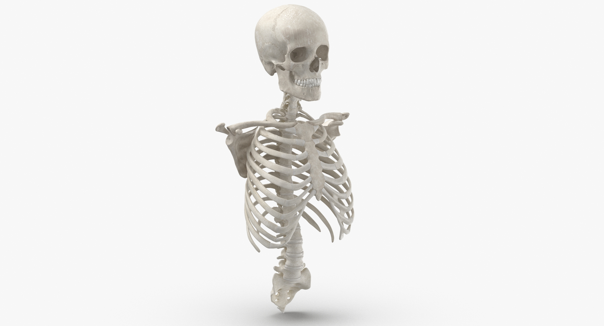 3D Skeletal System: Bones of the Thoracic Cage