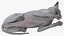 Sphynx Cat with Cat Accessories Collection