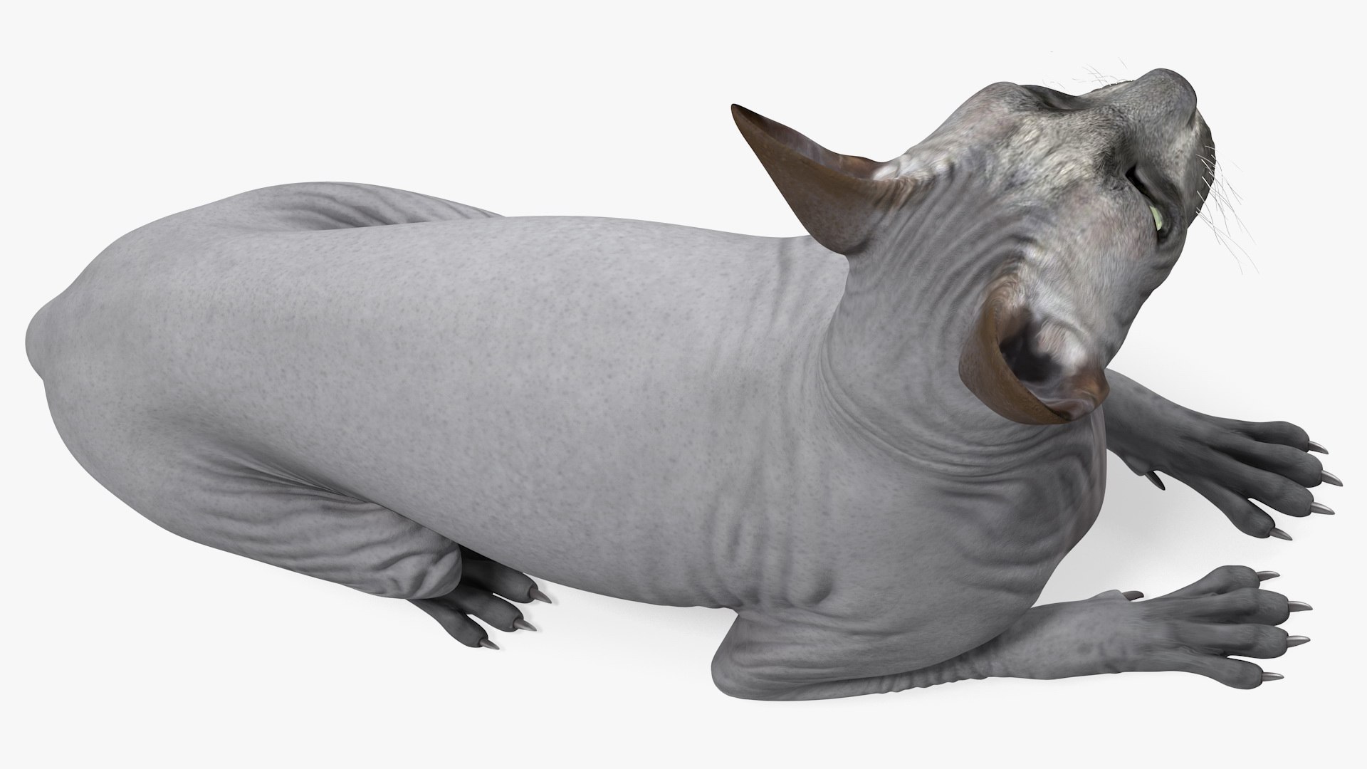 3D Sphynx Cat with Cat Accessories Collection model https://p.turbosquid.com/ts-thumb/HZ/RV12b4/N9/sphynx_cat_with_cat_accessories_collection_009/jpg/1730244736/1920x1080/fit_q87/48c895915827804c88180a37c4c764ea7acc2427/sphynx_cat_with_cat_accessories_collection_009.jpg