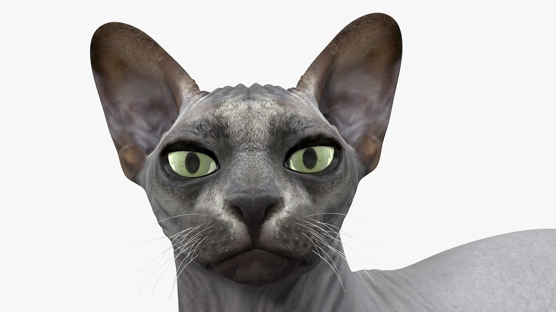 3D Sphynx Cat with Cat Accessories Collection model https://p.turbosquid.com/ts-thumb/HZ/RV12b4/Pe/sphynx_cat_with_cat_accessories_collection_010/jpg/1730244743/1920x1080/fit_q87/66205cb3994a4a66c05f4d834f648196e710a1ae/sphynx_cat_with_cat_accessories_collection_010.jpg