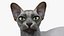 Sphynx Cat with Cat Accessories Collection