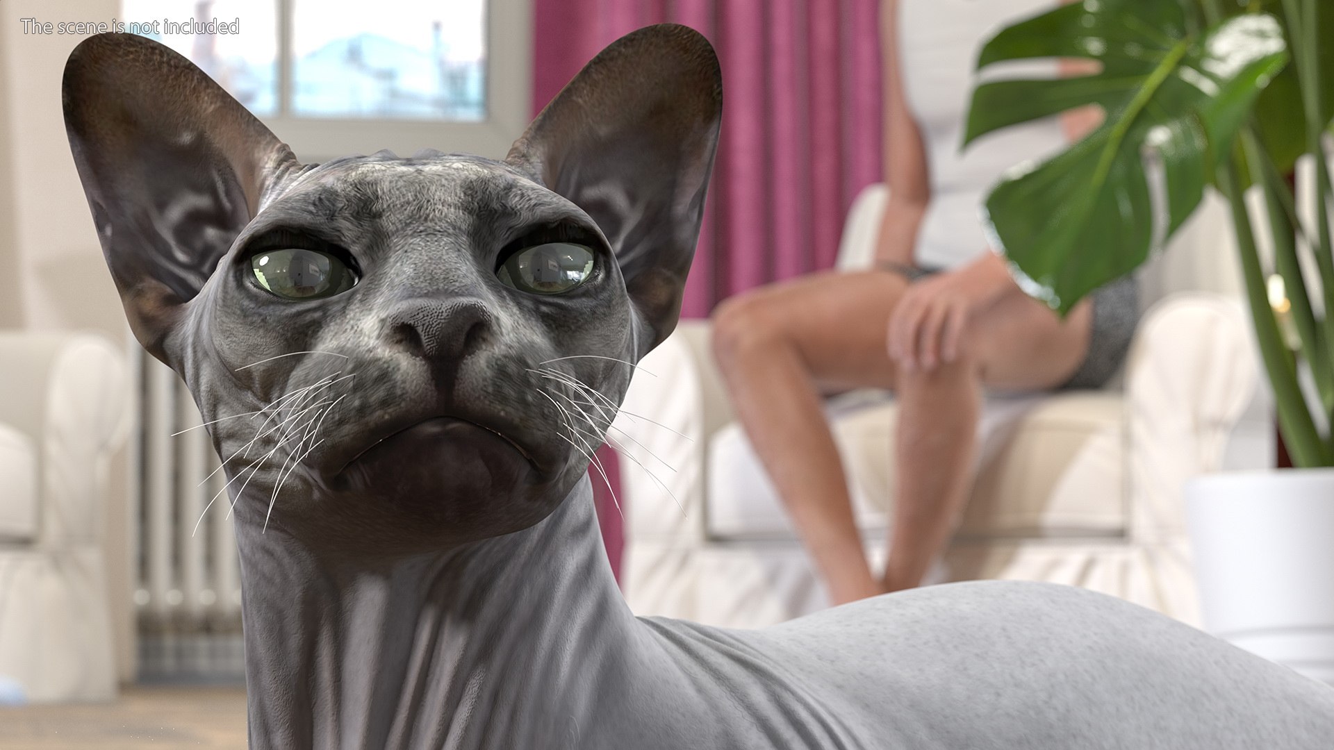 3D Sphynx Cat with Cat Accessories Collection model https://p.turbosquid.com/ts-thumb/HZ/RV12b4/V7/sphynx_cat_with_cat_accessories_collection_003/jpg/1730244694/1920x1080/fit_q87/bf1c2ff4c0280ecf972bf70b901d7bded906928e/sphynx_cat_with_cat_accessories_collection_003.jpg