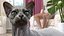 Sphynx Cat with Cat Accessories Collection