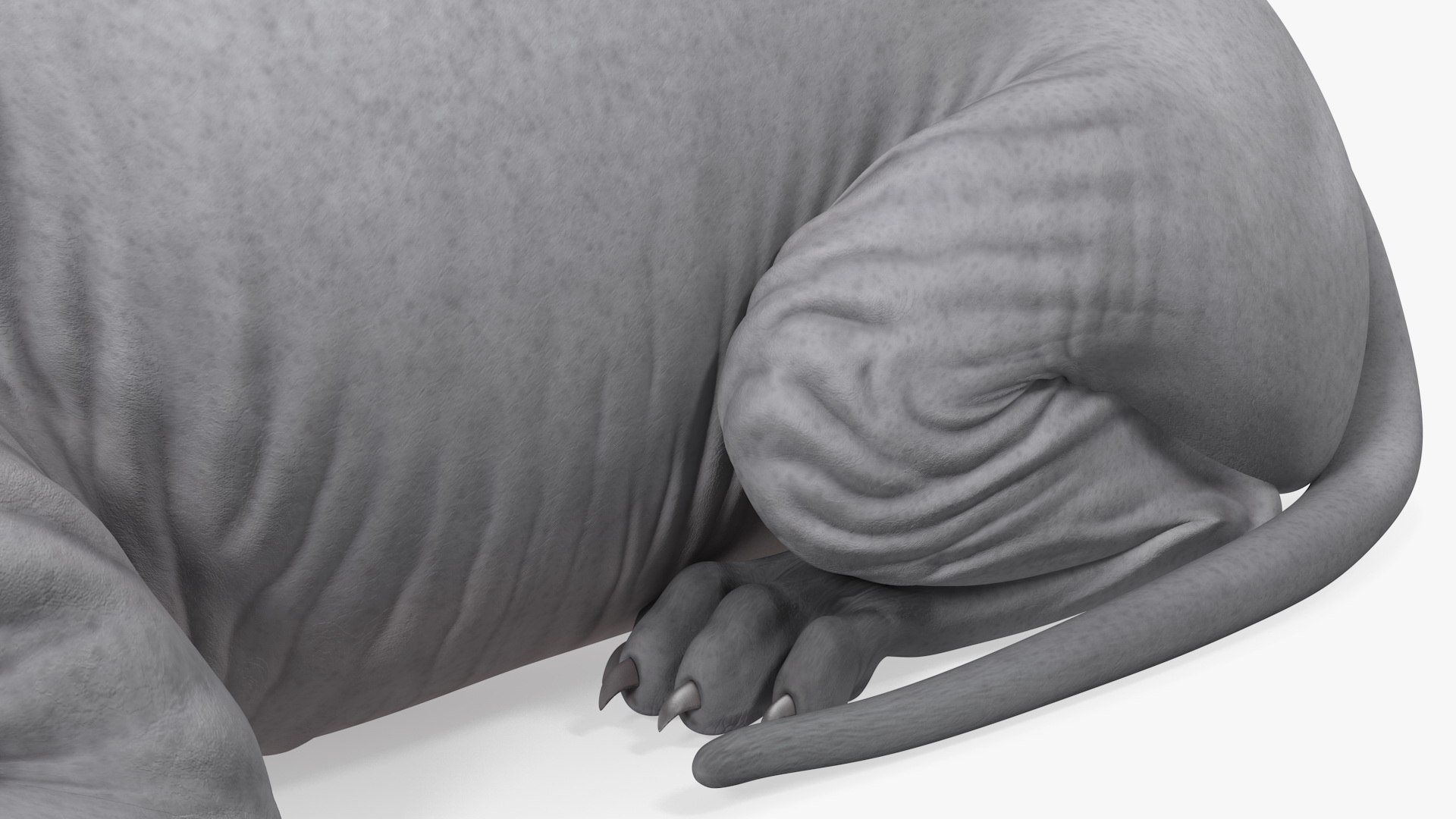 3D Sphynx Cat with Cat Accessories Collection model https://p.turbosquid.com/ts-thumb/HZ/RV12b4/nP/sphynx_cat_with_cat_accessories_collection_011/jpg/1730244751/1920x1080/fit_q87/0f8da33f1970e8c158ceaf316a0a1910b425c985/sphynx_cat_with_cat_accessories_collection_011.jpg