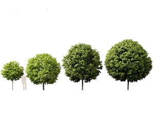 Robinia pseudoacacia - Black locust 05