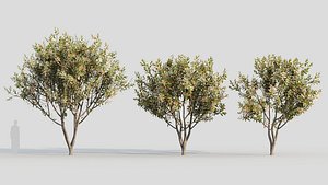 Loquat b 3D model