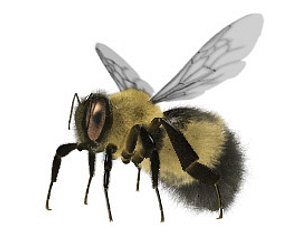 3d model bumble bombus rigged