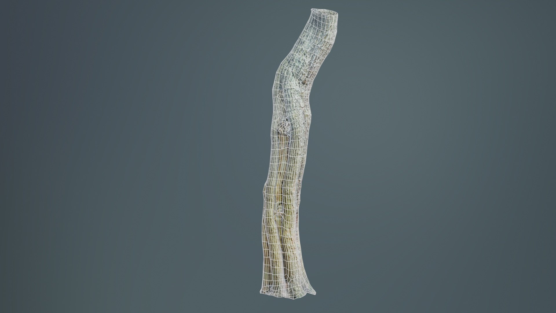 3D Slit Tree Trunk Remastered Model - TurboSquid 2363182
