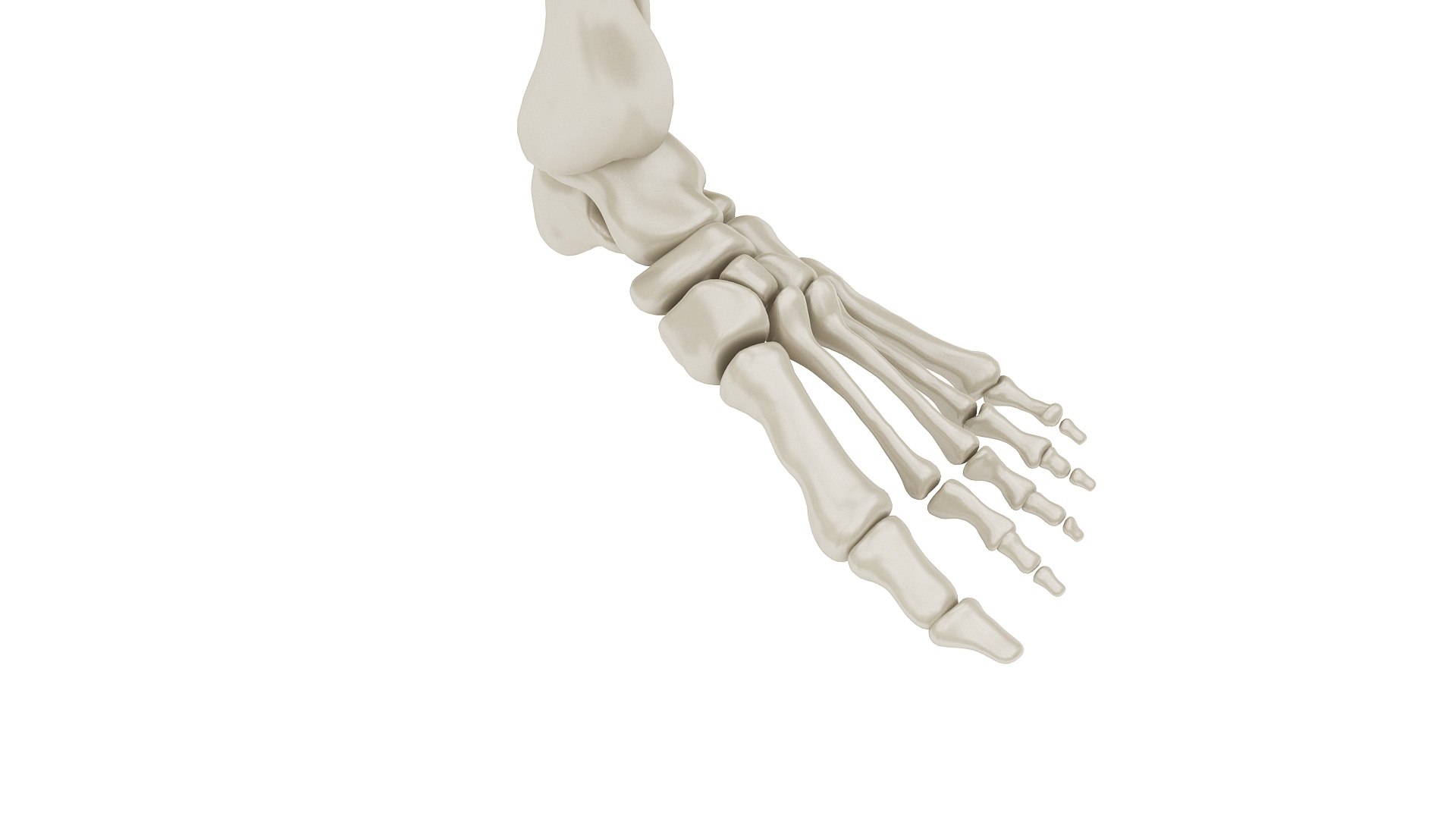 3D body anatomy 01 https://p.turbosquid.com/ts-thumb/HZ/sBAd0f/0nWacFYb/images18/jpg/1573360744/1920x1080/fit_q87/31ee7345471f871a92435d86baff7843db6a85d5/images18.jpg