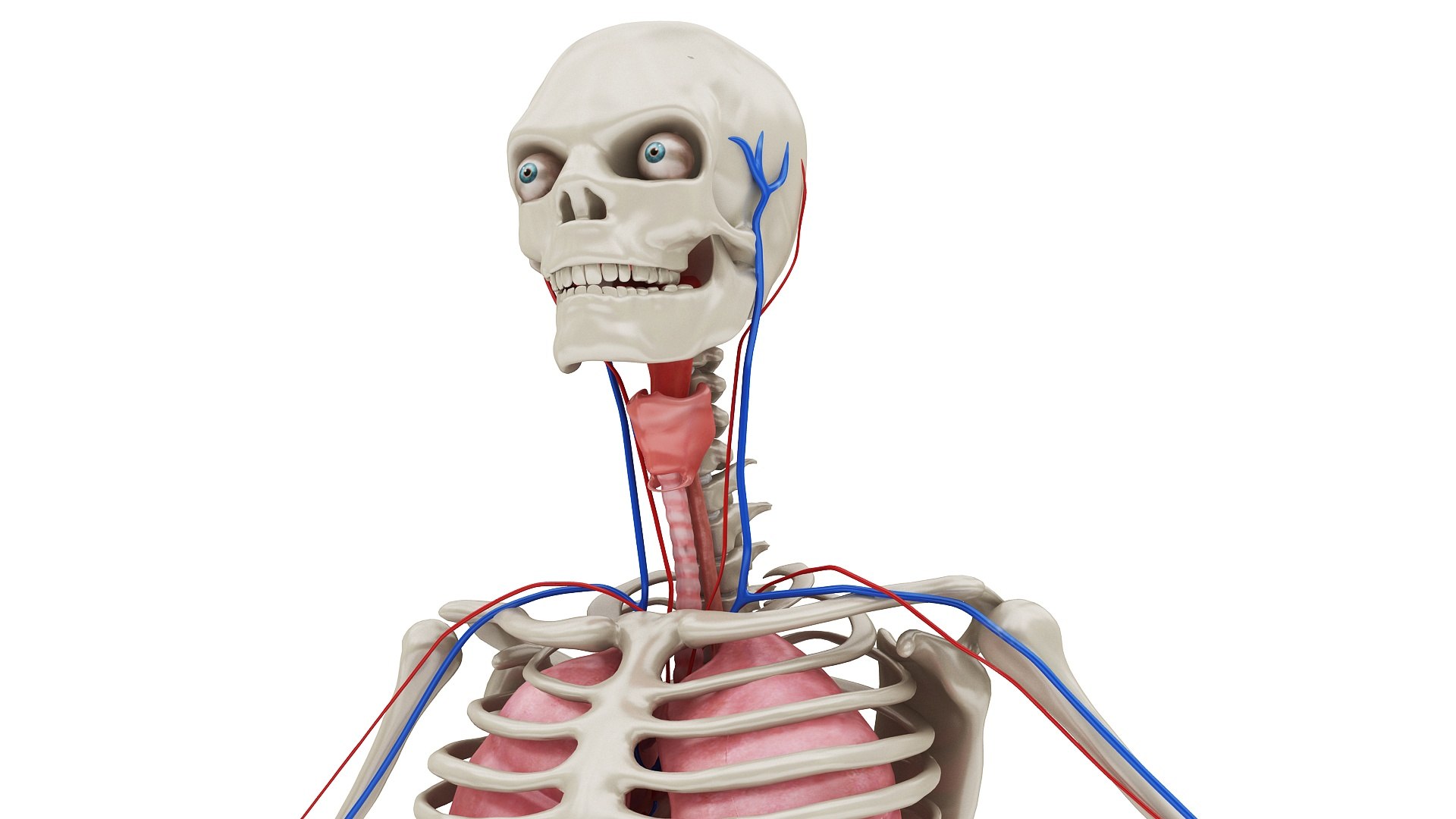 3D body anatomy 01 https://p.turbosquid.com/ts-thumb/HZ/sBAd0f/4oVN74rE/images0_view03/jpg/1573360704/1920x1080/fit_q87/f3a6ffc1743f4edb74a6fdf717dd6c7dd6ffff58/images0_view03.jpg