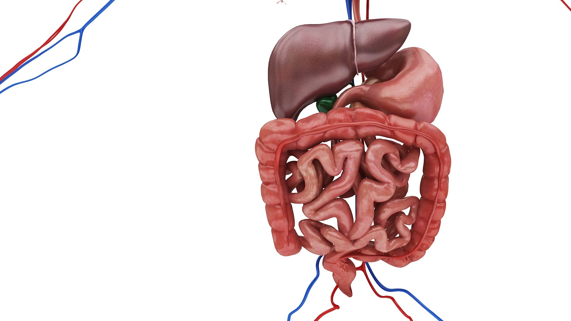 3D body anatomy 01 https://p.turbosquid.com/ts-thumb/HZ/sBAd0f/96RD2yR5/images9/jpg/1573360704/1920x1080/fit_q87/62bc2b911587636fbcc6ac54ccf60467eeb82510/images9.jpg