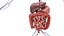 Anatomía del cuerpo completo 01