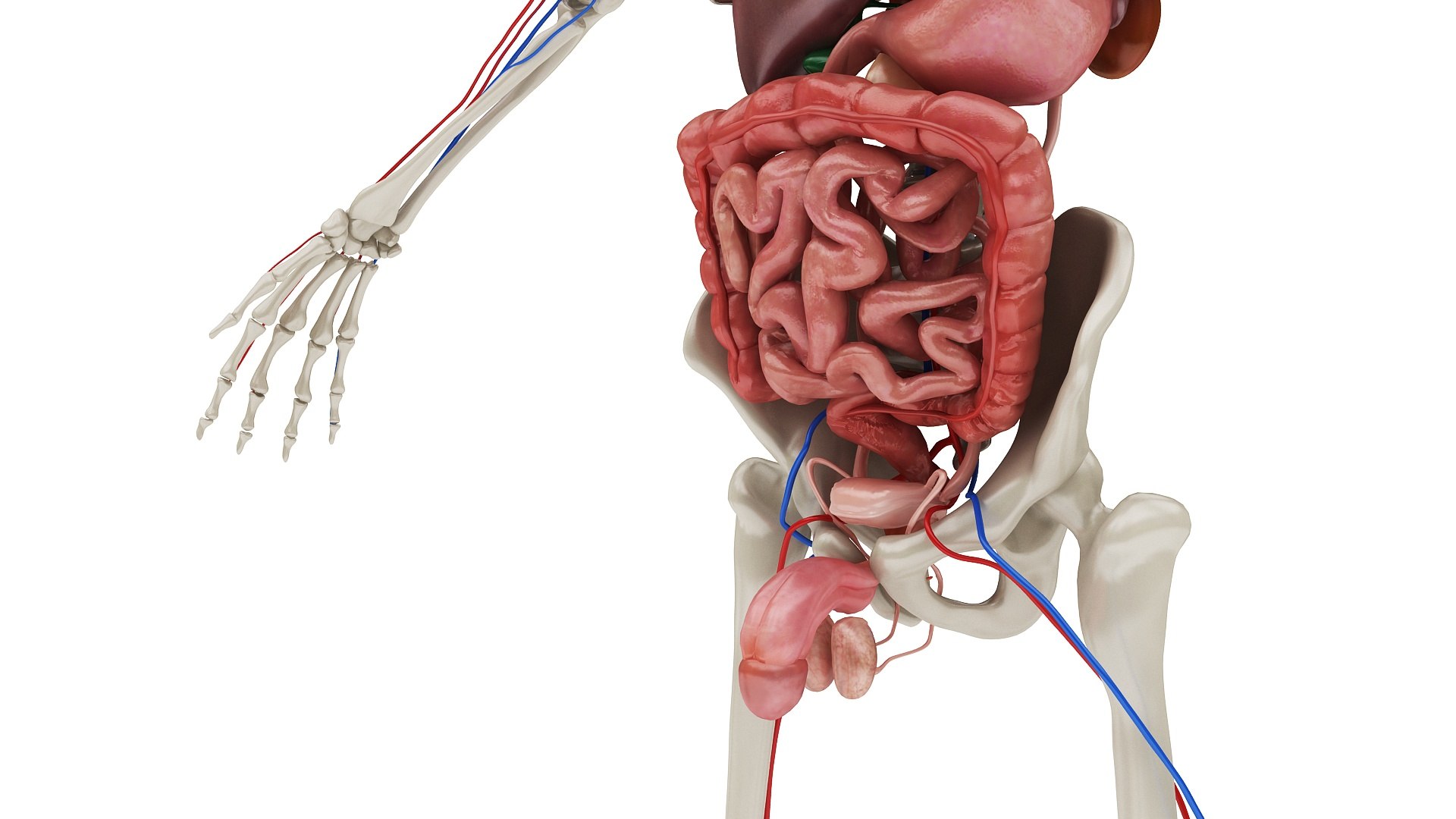 3D body anatomy 01 https://p.turbosquid.com/ts-thumb/HZ/sBAd0f/98caTrrX/images0_view05/jpg/1573360704/1920x1080/fit_q87/a74e69b6c68614cd7478c218bc4020045b0432fb/images0_view05.jpg