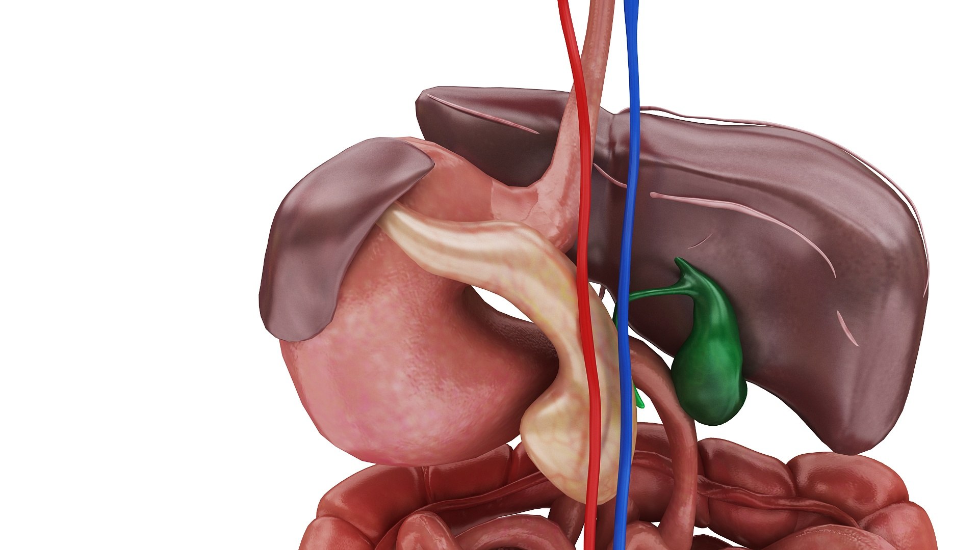 3D body anatomy 01 https://p.turbosquid.com/ts-thumb/HZ/sBAd0f/AyV1Kh5E/images8/jpg/1573360704/1920x1080/fit_q87/fb54be92209a79eca171dd2f249f0f661f8f45c7/images8.jpg