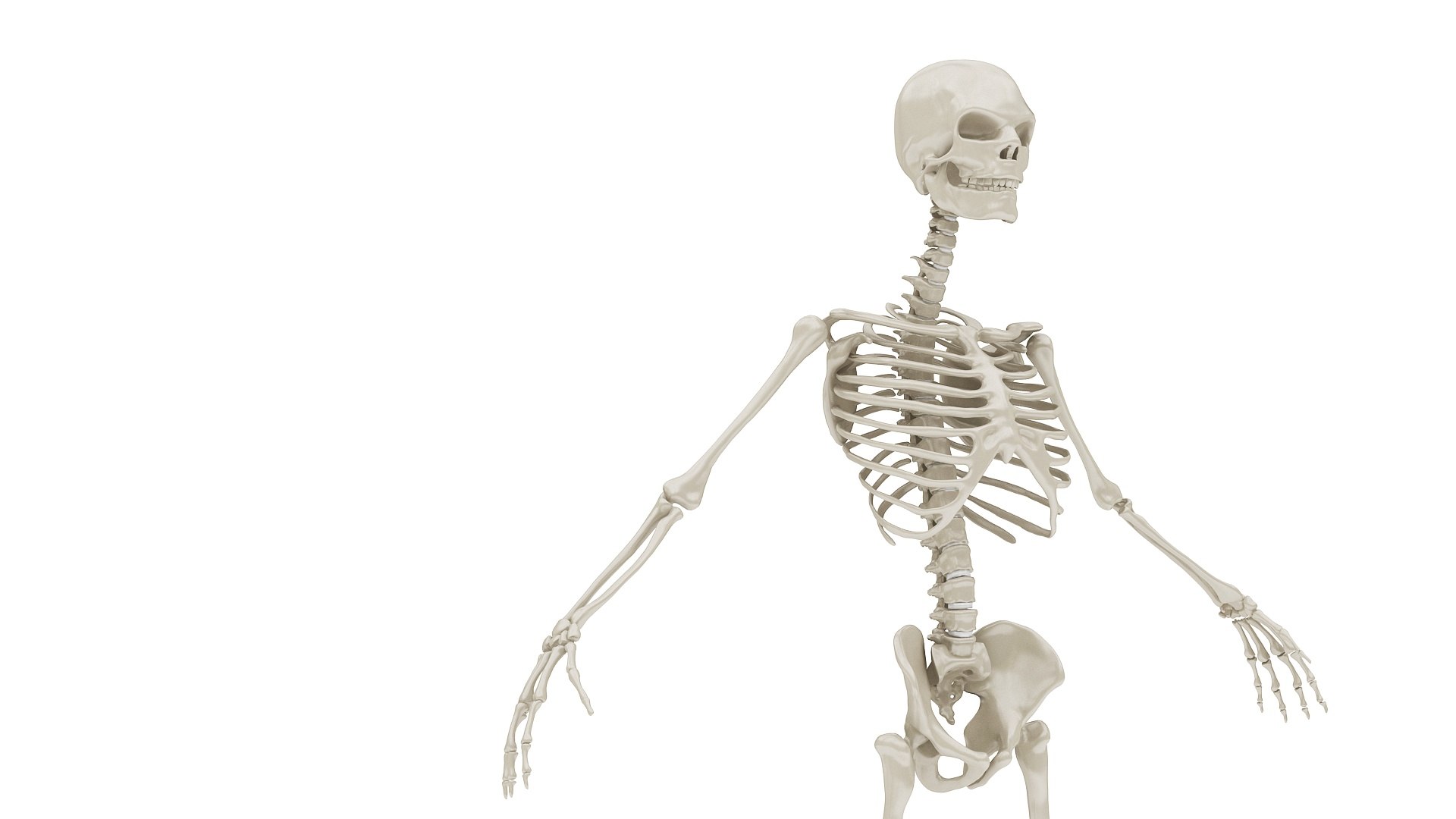 3D body anatomy 01 https://p.turbosquid.com/ts-thumb/HZ/sBAd0f/DvARwAuf/images19/jpg/1573360744/1920x1080/fit_q87/8d6c5346854c952962110885932dcf2ccc3c61cd/images19.jpg