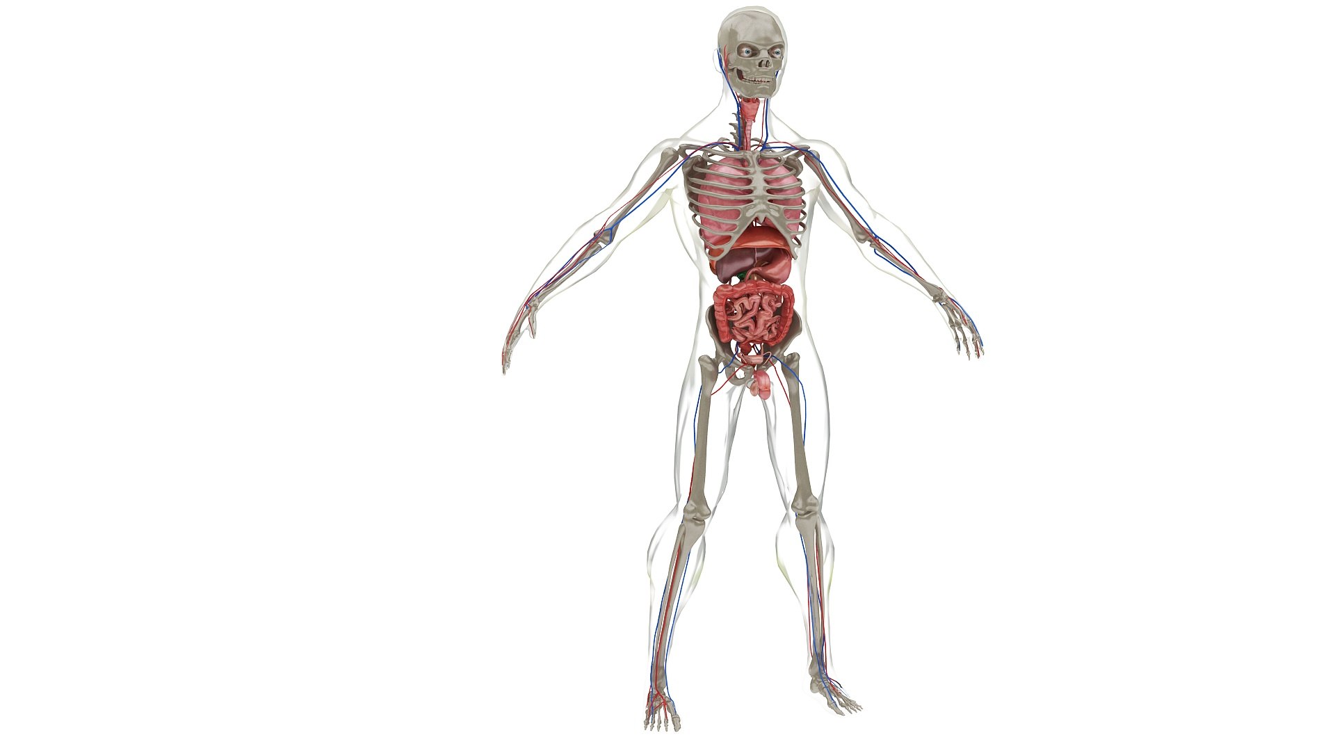 3D body anatomy 01 https://p.turbosquid.com/ts-thumb/HZ/sBAd0f/IlPuMWqm/images22/jpg/1573360772/1920x1080/fit_q87/4cca0c0980cb9a31b2cc6f1140e1c783fe1fa8fa/images22.jpg