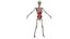 Anatomía del cuerpo completo 01