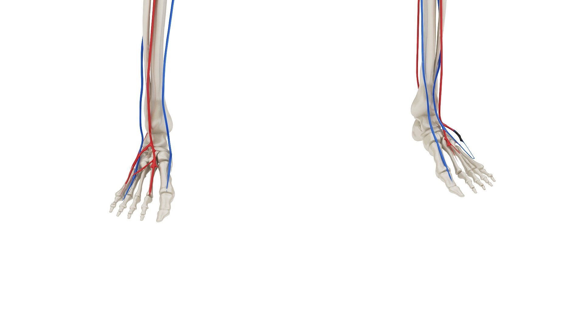 3D body anatomy 01 https://p.turbosquid.com/ts-thumb/HZ/sBAd0f/J5VBfA2h/images0_view04/jpg/1573360704/1920x1080/fit_q87/91861accae13e76cca19f673bd39afdd3ee49884/images0_view04.jpg