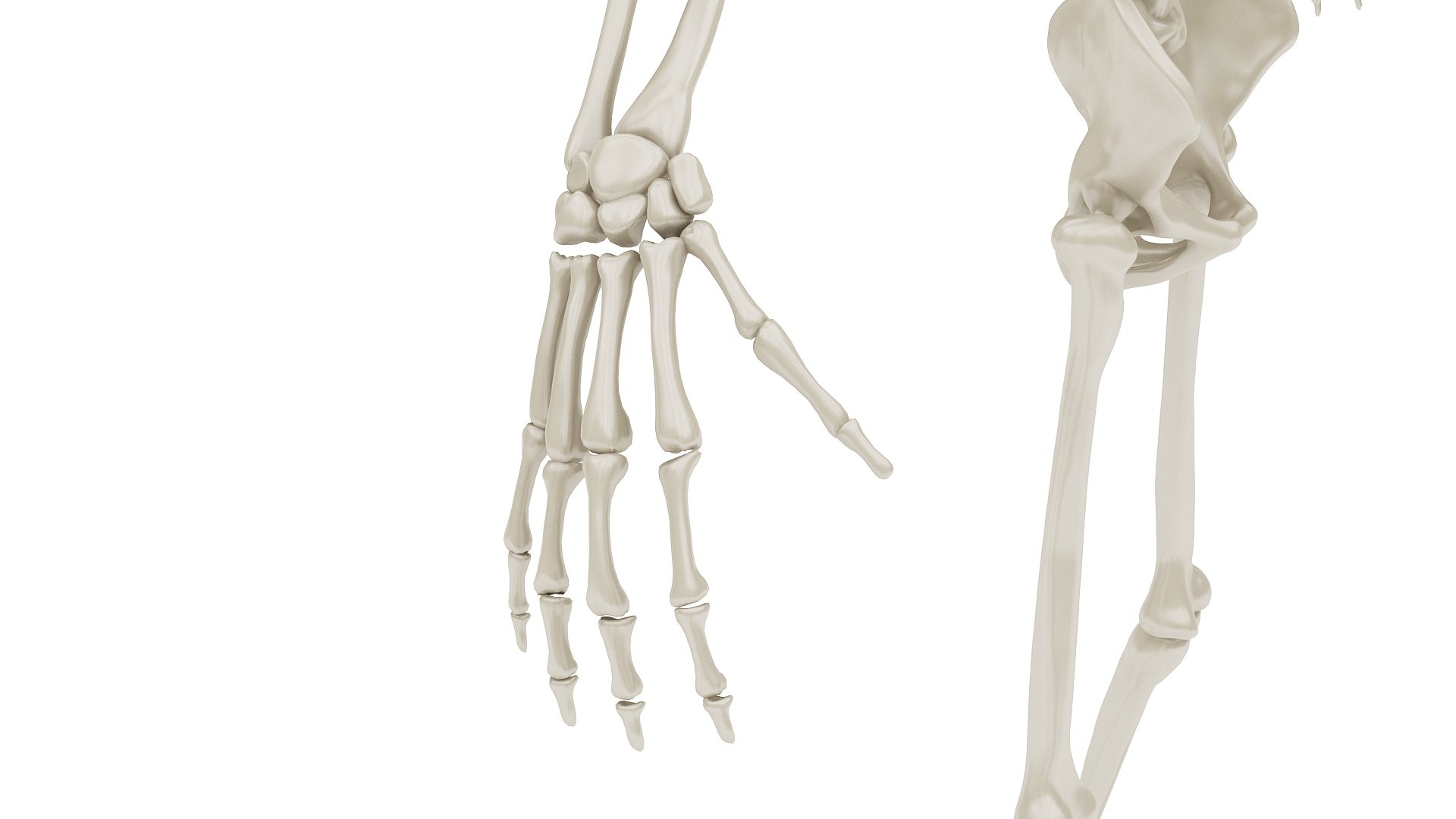 3D body anatomy 01 https://p.turbosquid.com/ts-thumb/HZ/sBAd0f/MXBTSuPX/images16/jpg/1573360744/1920x1080/fit_q87/7b453d7764bb38780f074b49699e5f89b7056242/images16.jpg