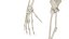 Anatomía del cuerpo completo 01