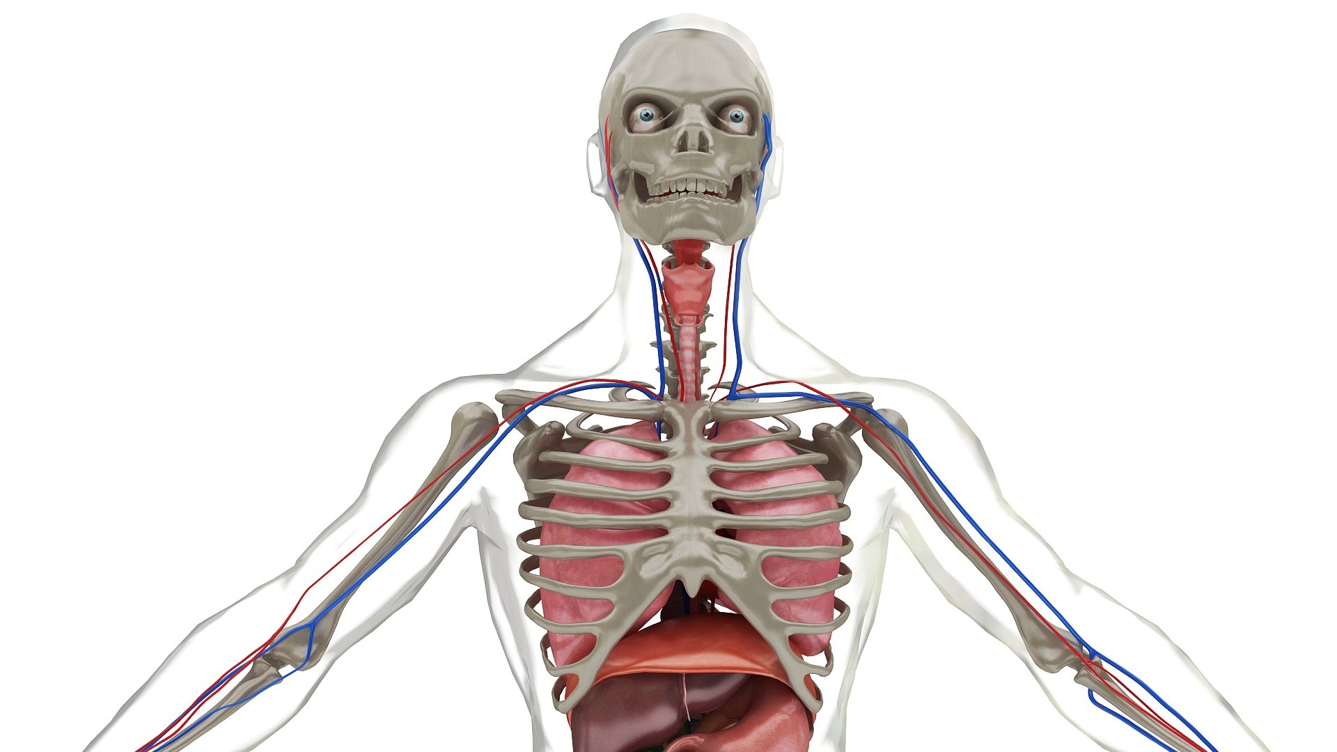3D body anatomy 01 https://p.turbosquid.com/ts-thumb/HZ/sBAd0f/Ne4w6KP6/images25/jpg/1573360772/1920x1080/fit_q87/837ab94f579a4c4918ddea81a9d3c6256744ae1c/images25.jpg