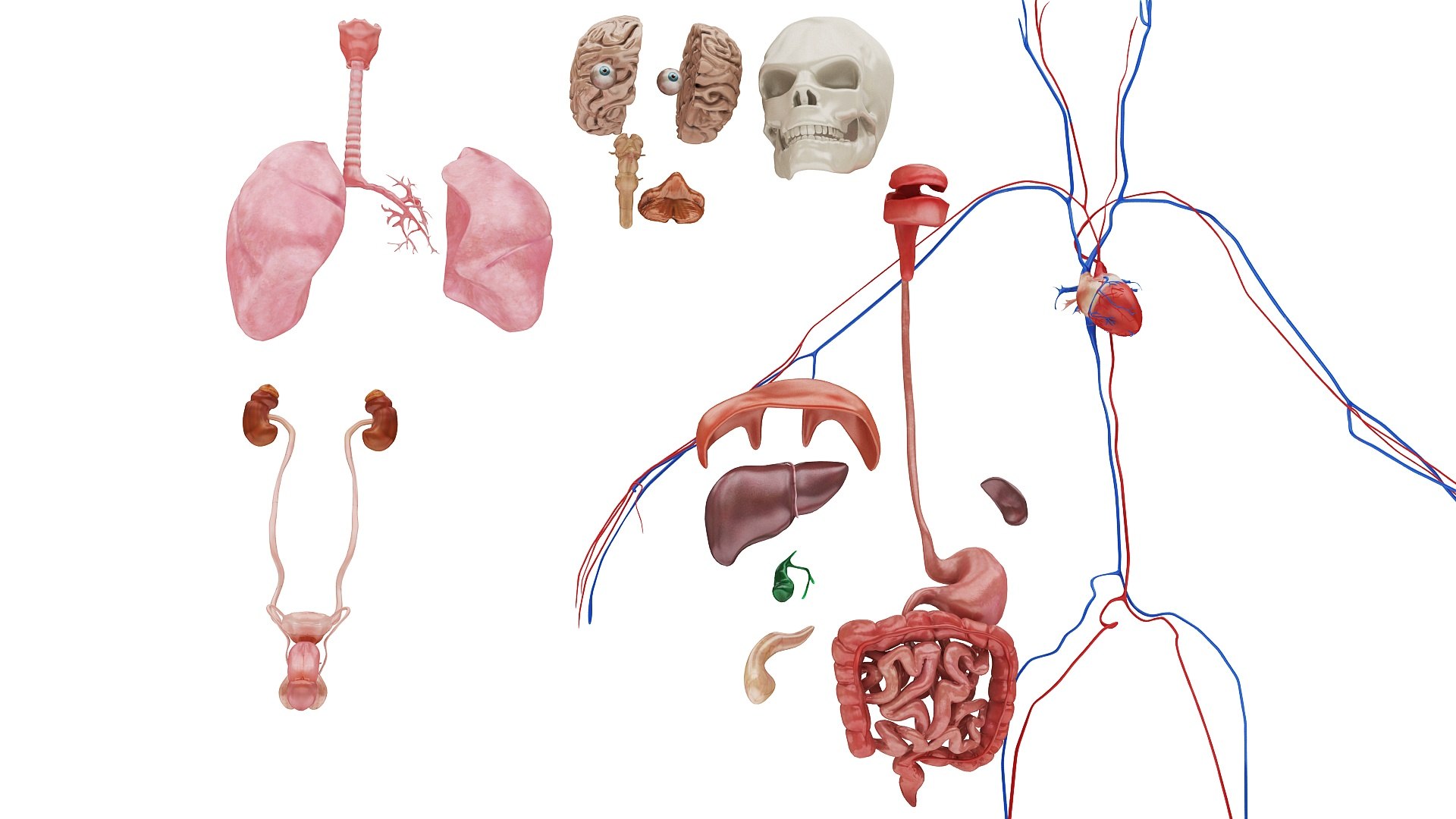 3D body anatomy 01 https://p.turbosquid.com/ts-thumb/HZ/sBAd0f/QFH7EmiE/images26/jpg/1573360772/1920x1080/fit_q87/92db9a8c6cba99c4427edd2a2919ac7d42855fa4/images26.jpg