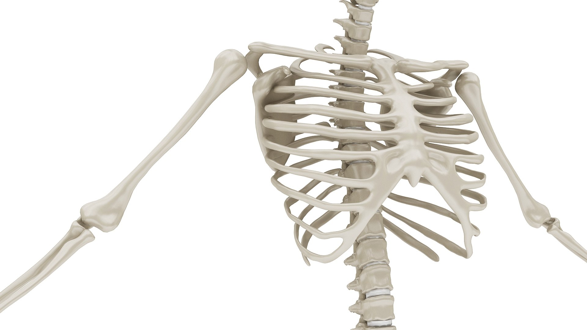 3D body anatomy 01 https://p.turbosquid.com/ts-thumb/HZ/sBAd0f/RTLSvlZD/images15/jpg/1573360744/1920x1080/fit_q87/ff2d2f6fc1788ee740f0444343483691768bac6b/images15.jpg