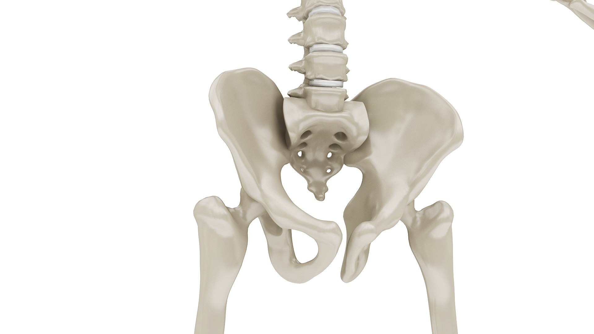 3D body anatomy 01 https://p.turbosquid.com/ts-thumb/HZ/sBAd0f/VB76aPd6/images14/jpg/1573360744/1920x1080/fit_q87/5d54257726d145b56256bc43a1562c26bb9f28f0/images14.jpg