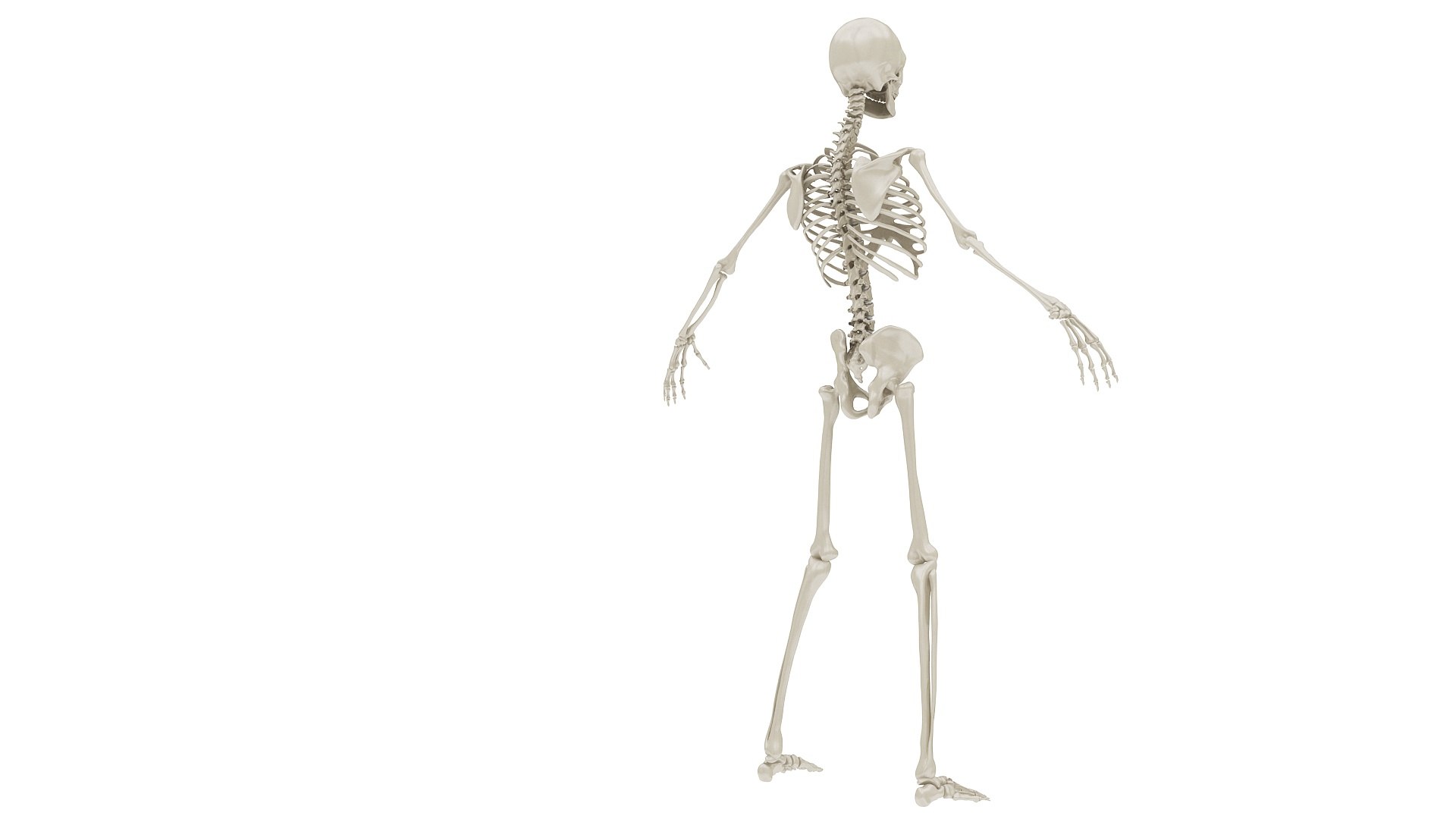 3D body anatomy 01 https://p.turbosquid.com/ts-thumb/HZ/sBAd0f/VbFaDijH/images21/jpg/1573360744/1920x1080/fit_q87/e1dc23bac9c997089436dd593f6e5bc5337e8db7/images21.jpg