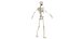 Anatomía del cuerpo completo 01