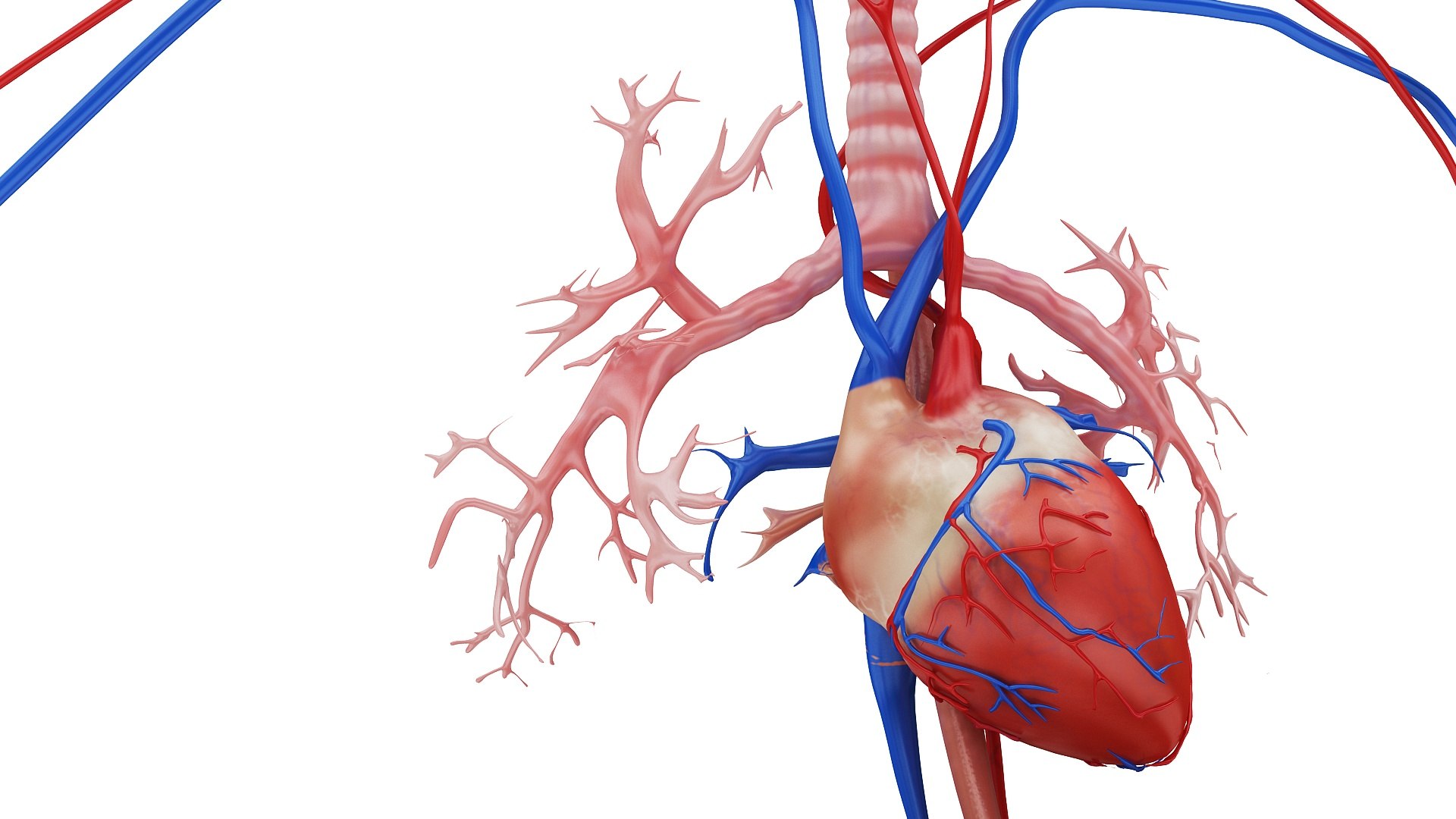 3D body anatomy 01 https://p.turbosquid.com/ts-thumb/HZ/sBAd0f/XCJIOcxe/images6/jpg/1573360704/1920x1080/fit_q87/9d310061e519252316b89694671210d5a0702540/images6.jpg